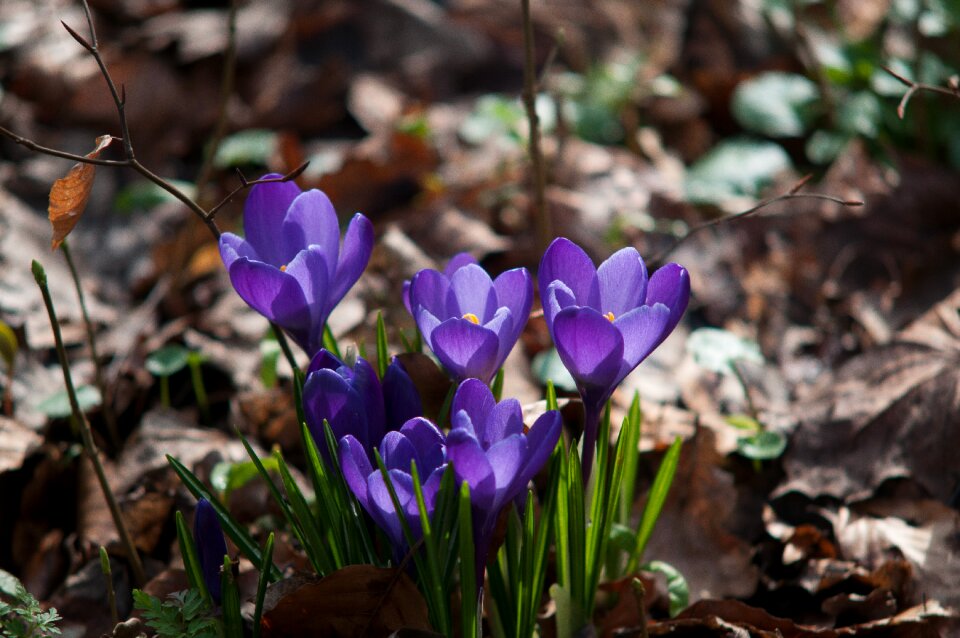 Spring purple nature