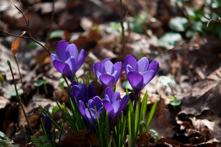 Spring purple nature photo