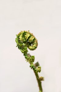 Plant rolled up close up photo