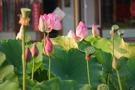 Lotus flower summer