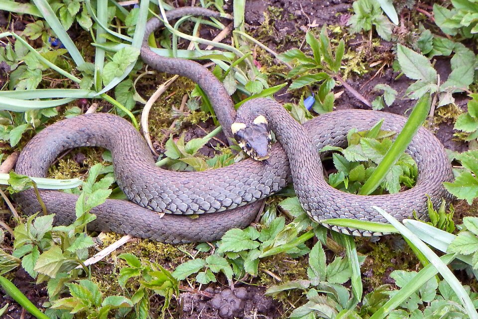 Natter non-hazardous species