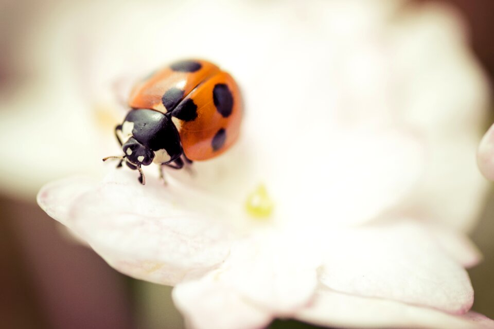 Insect ladybug sepia