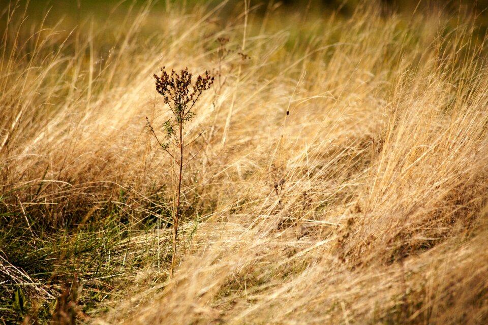 Weed meadow pováľaná
