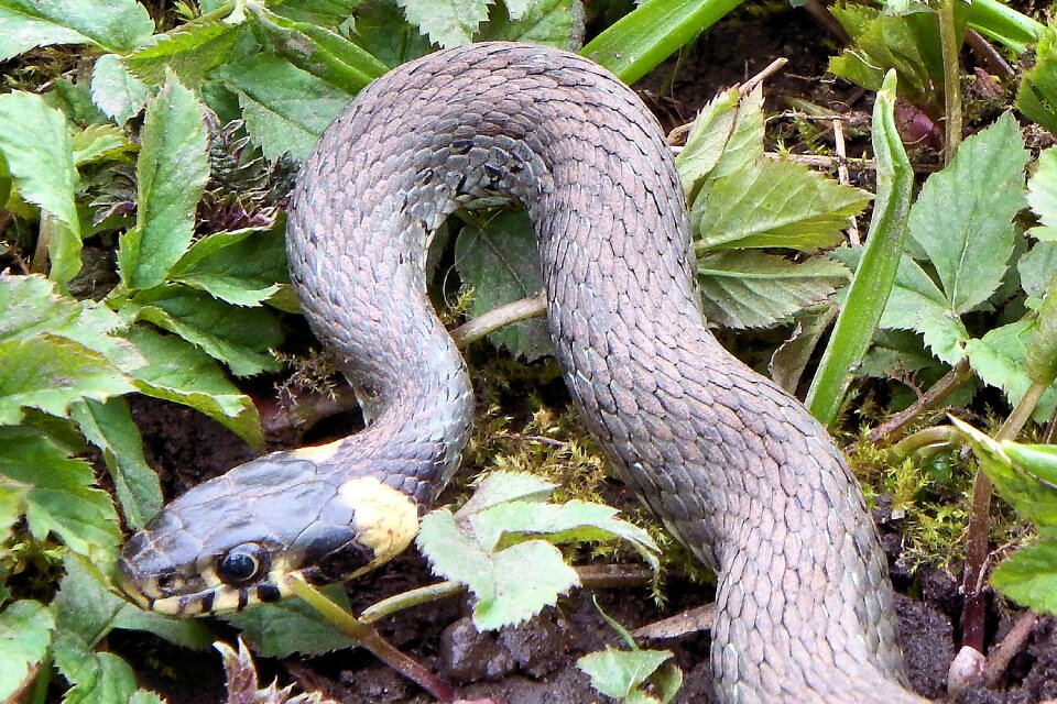 Natter non-hazardous species