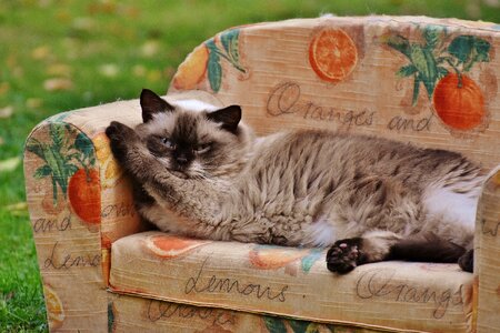 British shorthair thoroughbred fur