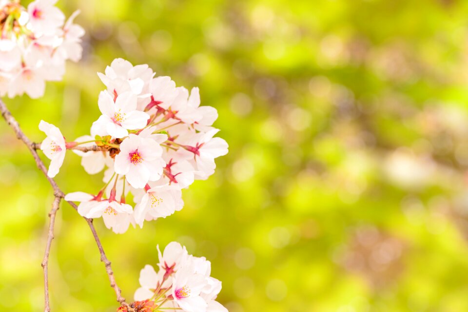Plant cherry blossoms flowers