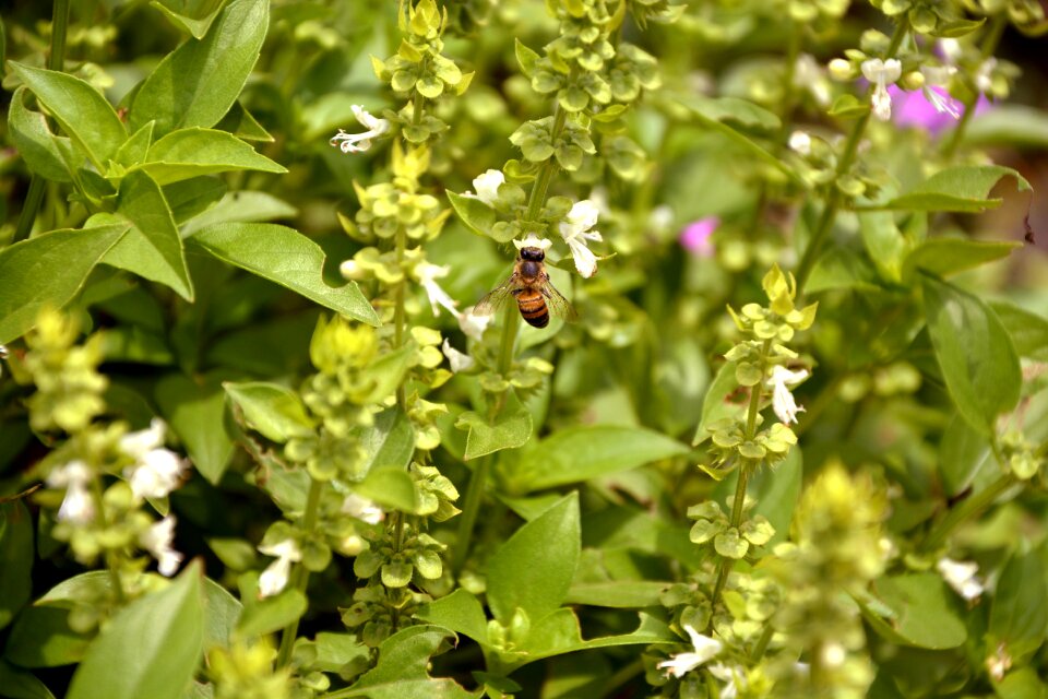 Macro spring garden