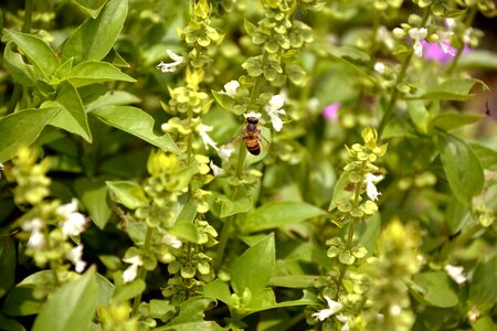 Macro spring garden