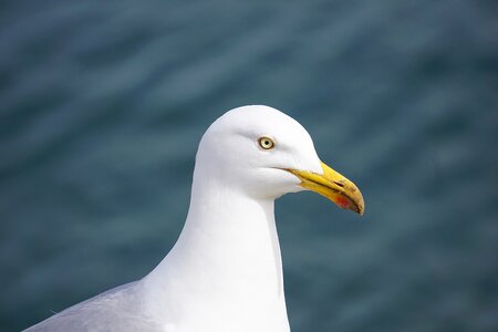 Animal seagull sea photo