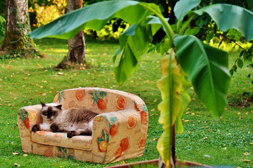Cat british shorthair thoroughbred