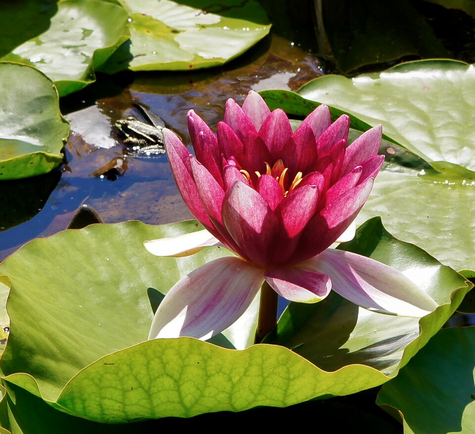 Wassserpflanze pond flowers