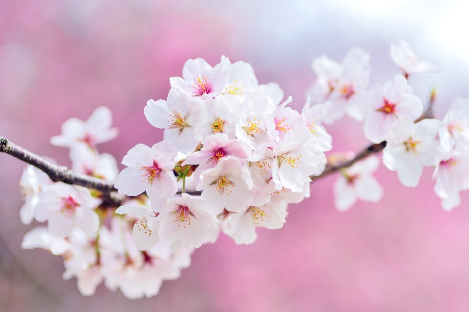 Plant cherry blossoms flowers