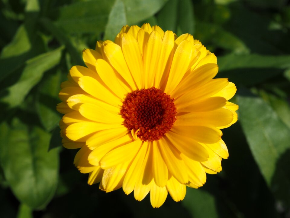 Calendula officinalis blossom bloom