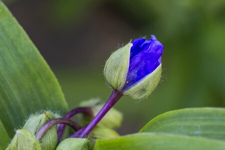 Garden bud blossom