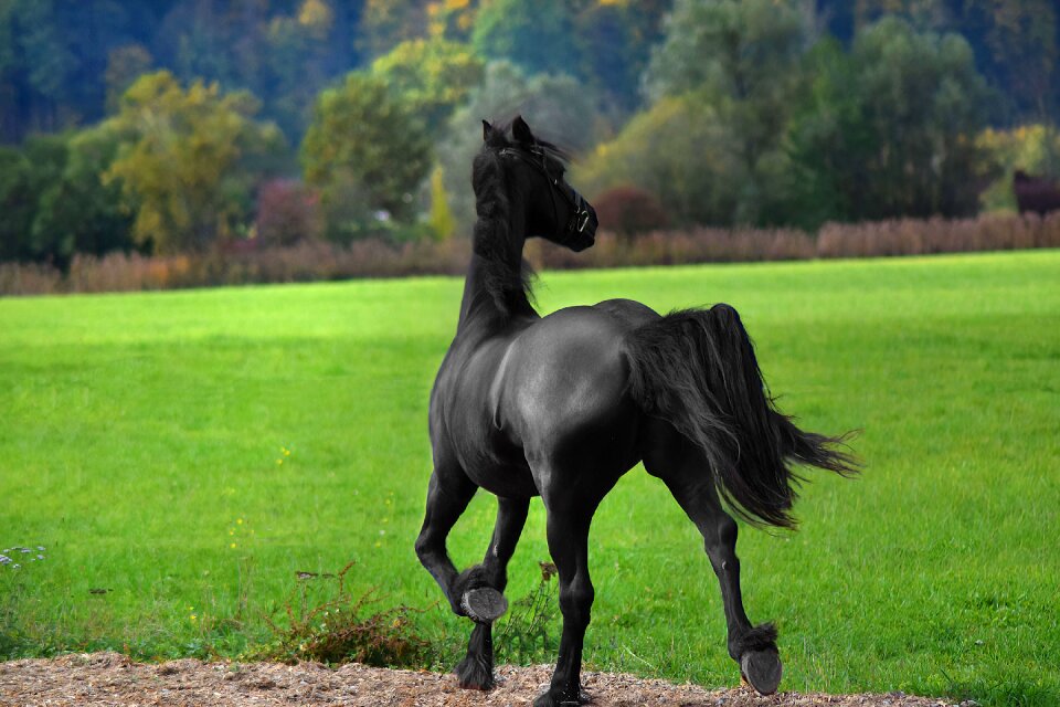 Horse wildlife nature