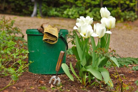 Bucket plant tulips