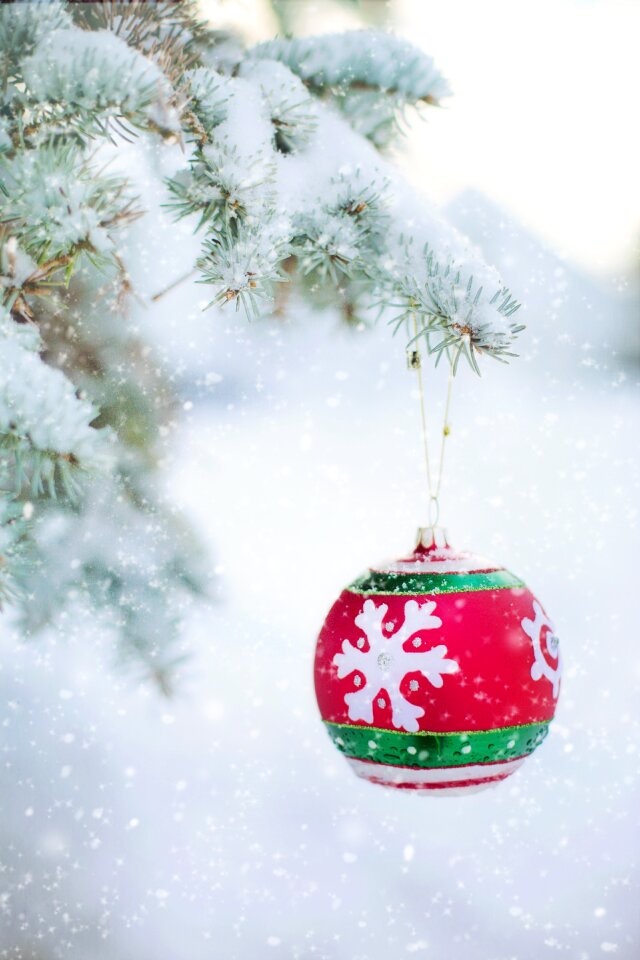 Pine spruce christmas