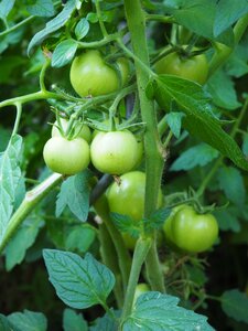 Vegetables garden tomato shrub