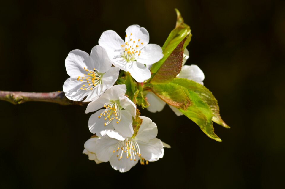 Summer apple blossom spring