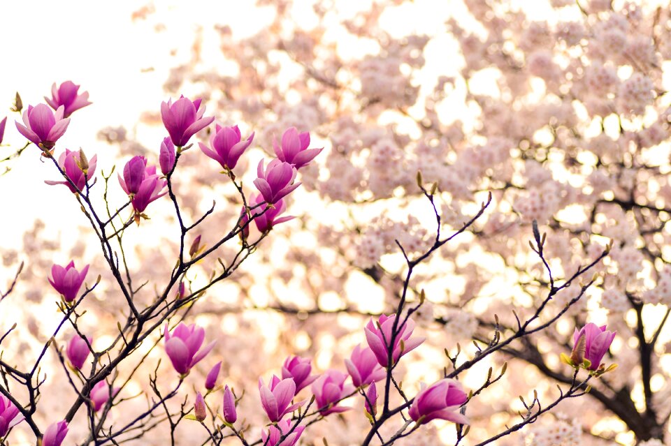 Spring plant flowers