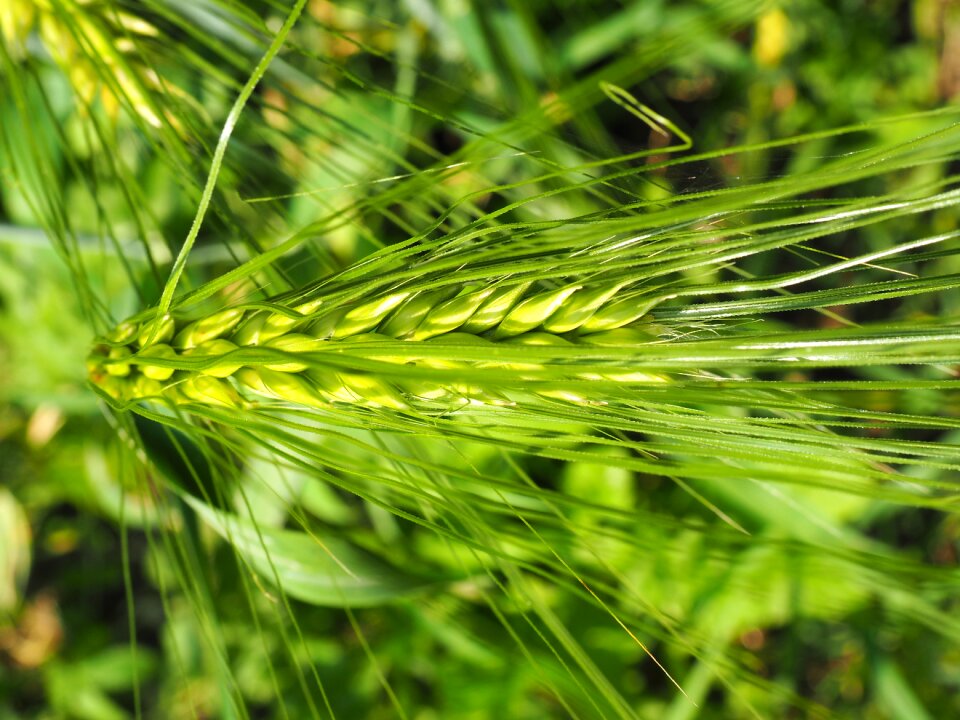 Cereals grain green