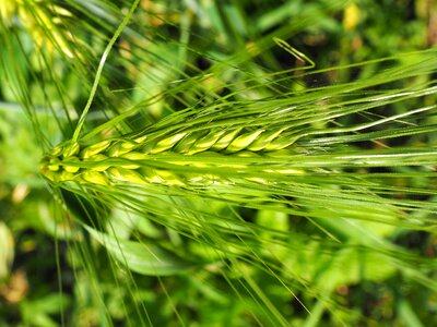 Cereals grain green photo