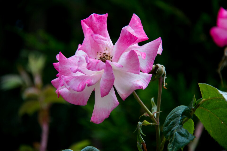 Nature color pink spring