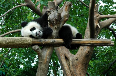 Young animal china