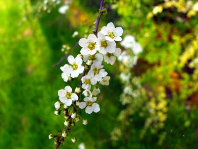 Shrub nature garden