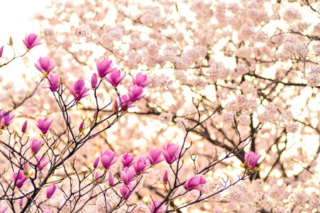 Plant flowers natural