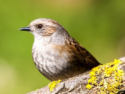 Garden bird nature animal