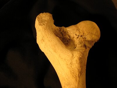 Skeleton bovine leg photo