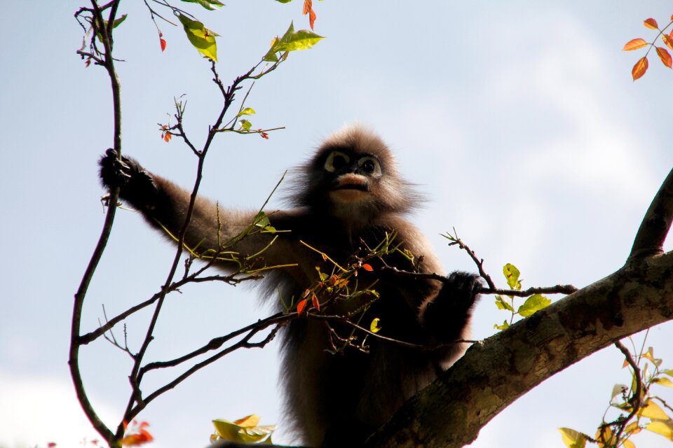 Animal nature rainforest