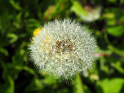 Nature meadow pointed flower photo