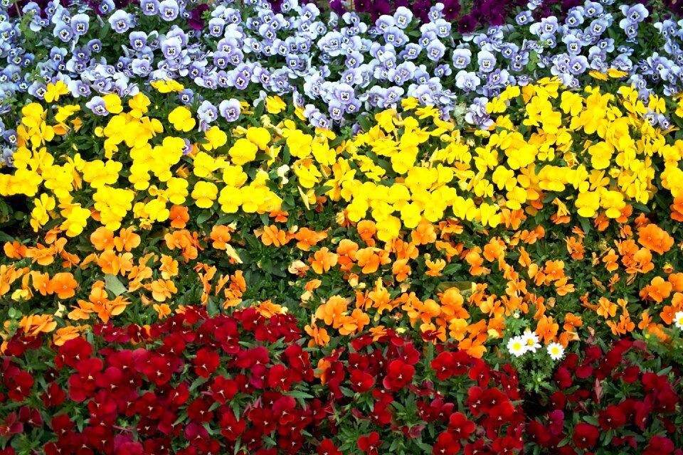 Yellow orange purple