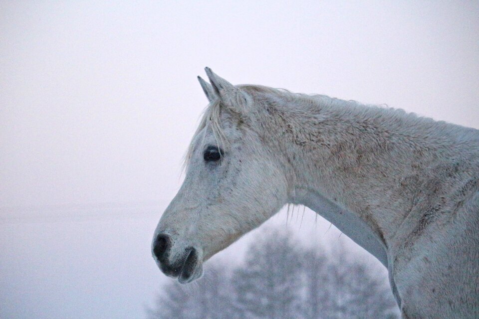 Fog horse head thoroughbred arabian