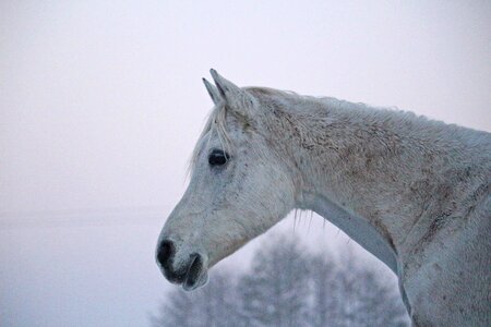 Fog horse head thoroughbred arabian