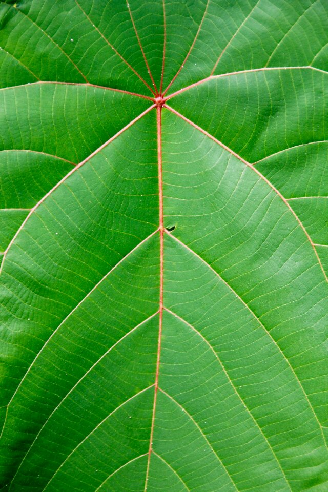 Exotic palm tree palm fronds photo