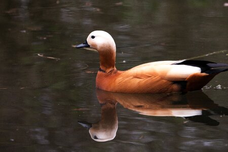 Swim waterfowl bird