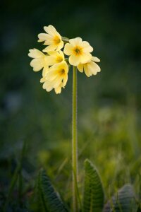 Yellow spring spring flower