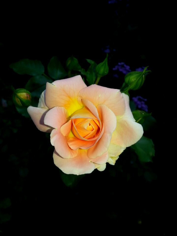 Nature rose bloom close up