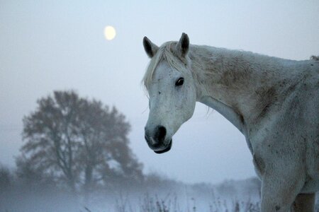 Moon fog frost