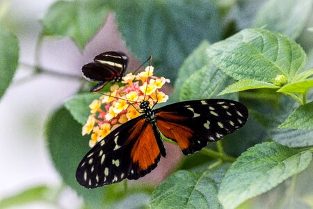 Flight insect flying insect photo