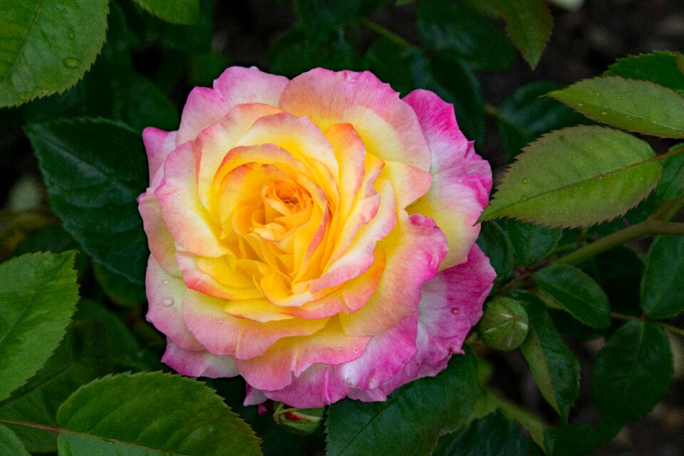 Flowers pink yellow