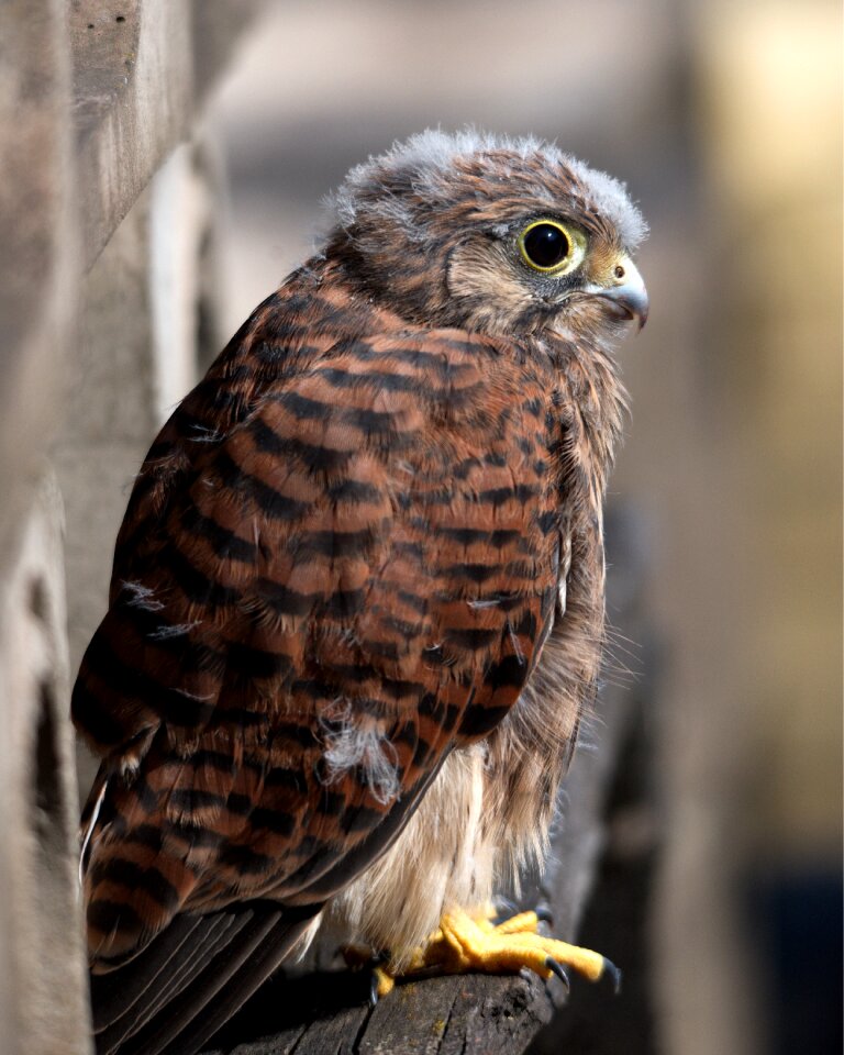 Wildlife nature prey