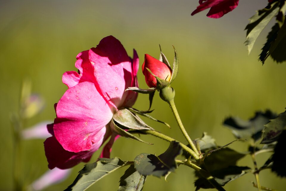 Blossom bloom bud