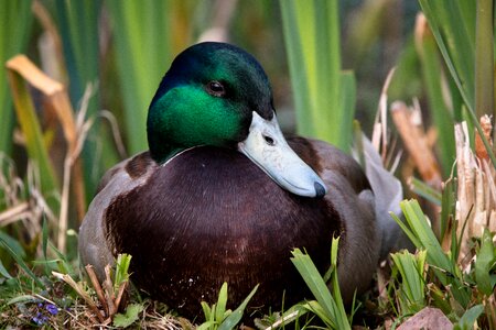 Waterfowl bird duck bird