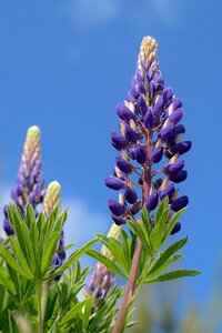 Inflorescence sky blue