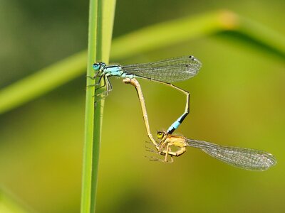 Dragonfly couple macro photo