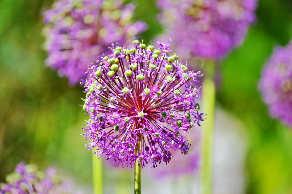 Flower bloom garden